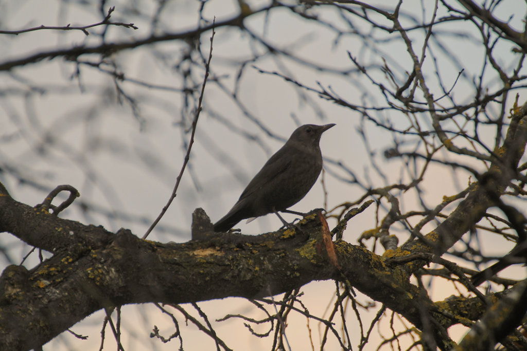 Amsel Abend