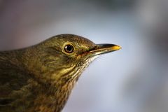 Amsel