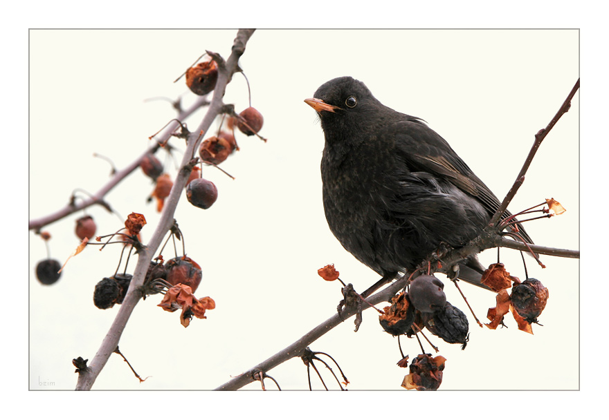 Amsel