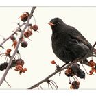 Amsel