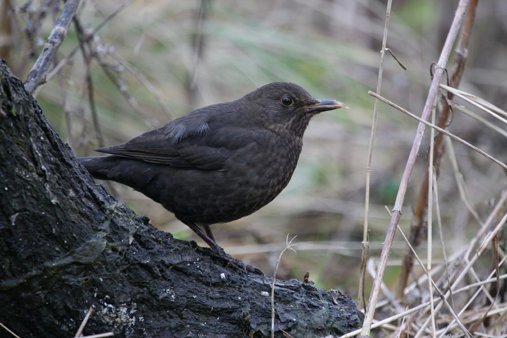 Amsel