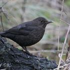 Amsel