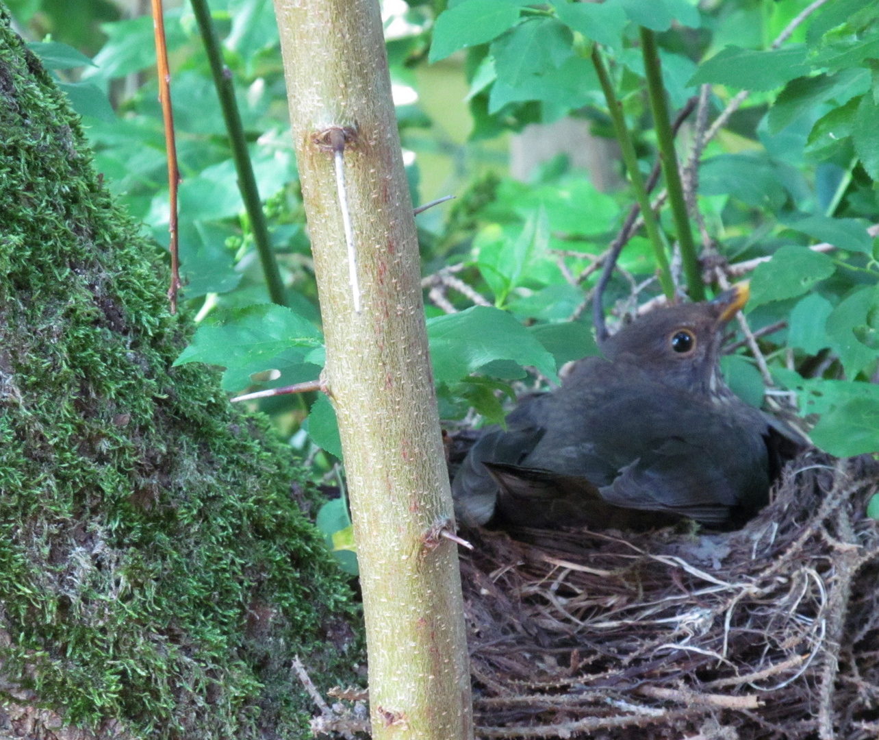  Amsel ....