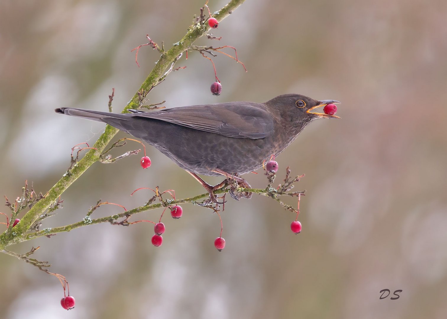 Amsel