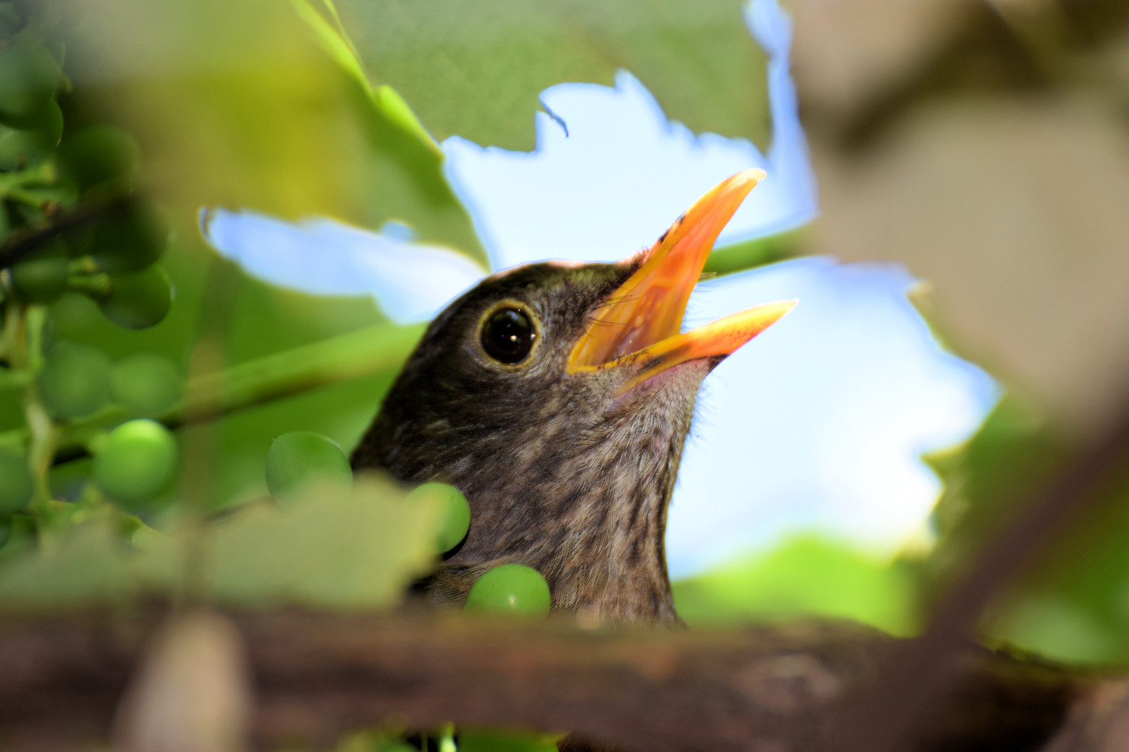 Amsel