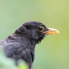 Amsel