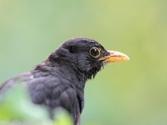 Amsel