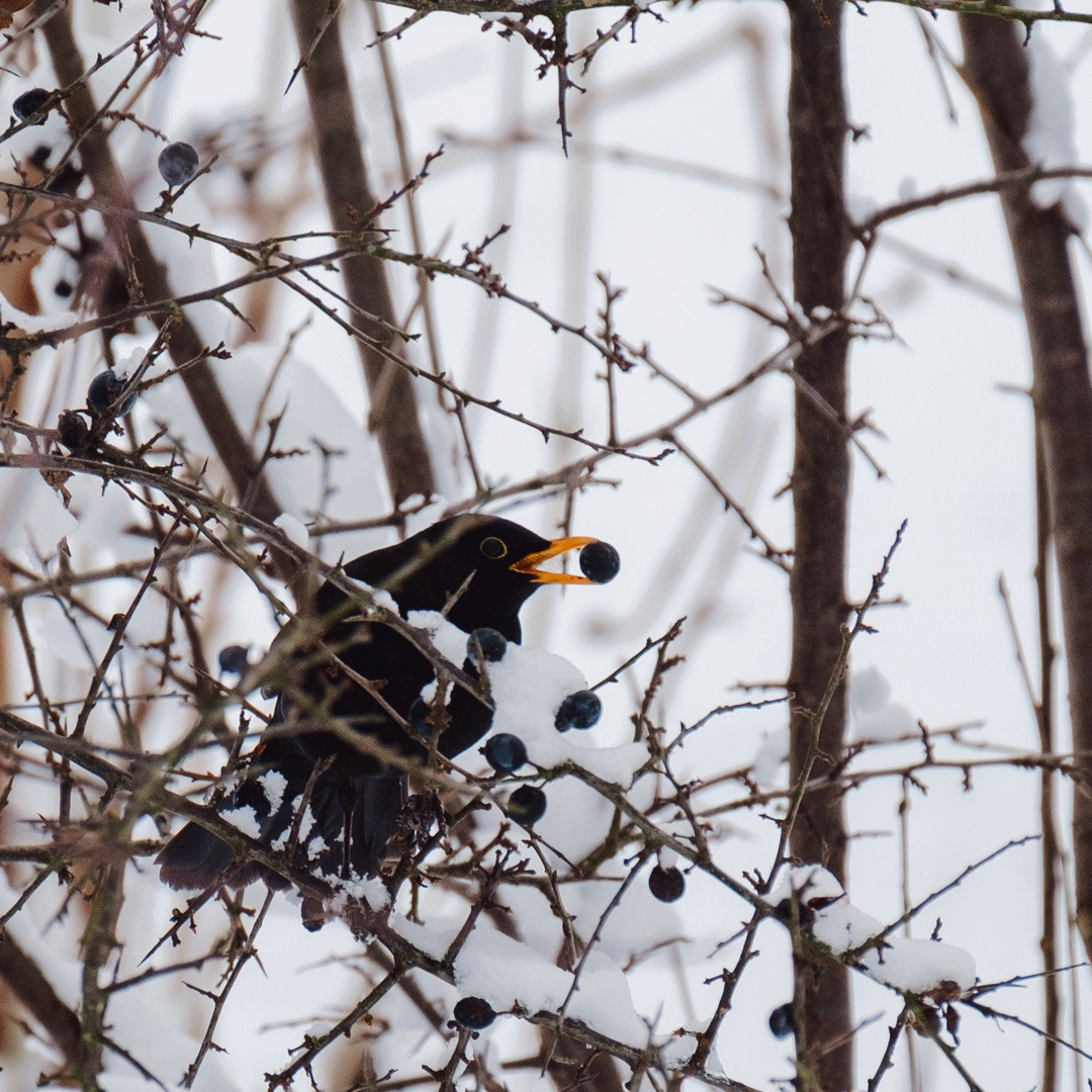 Amsel