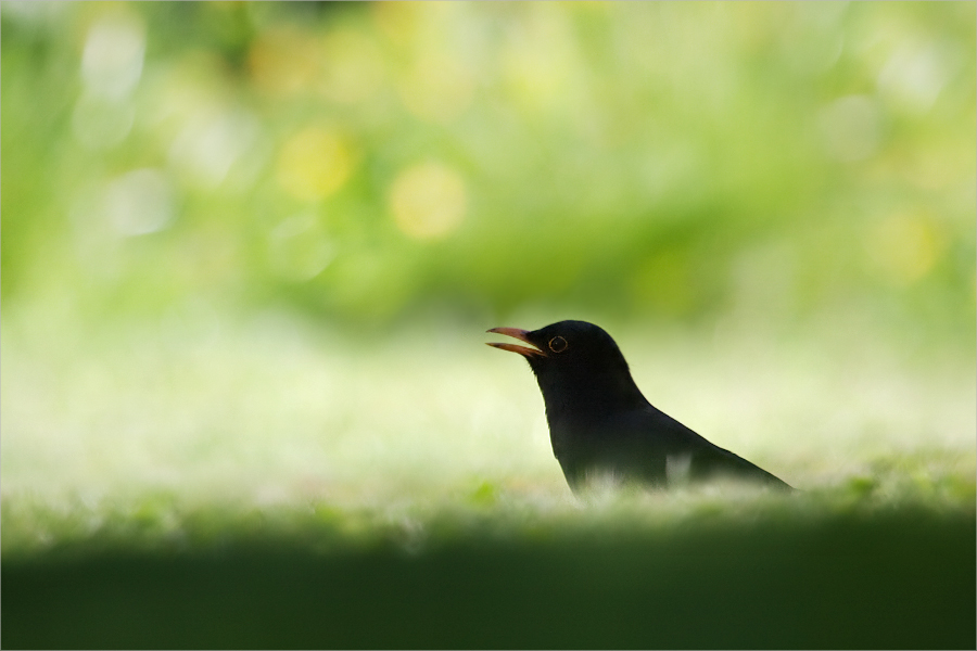 Amsel