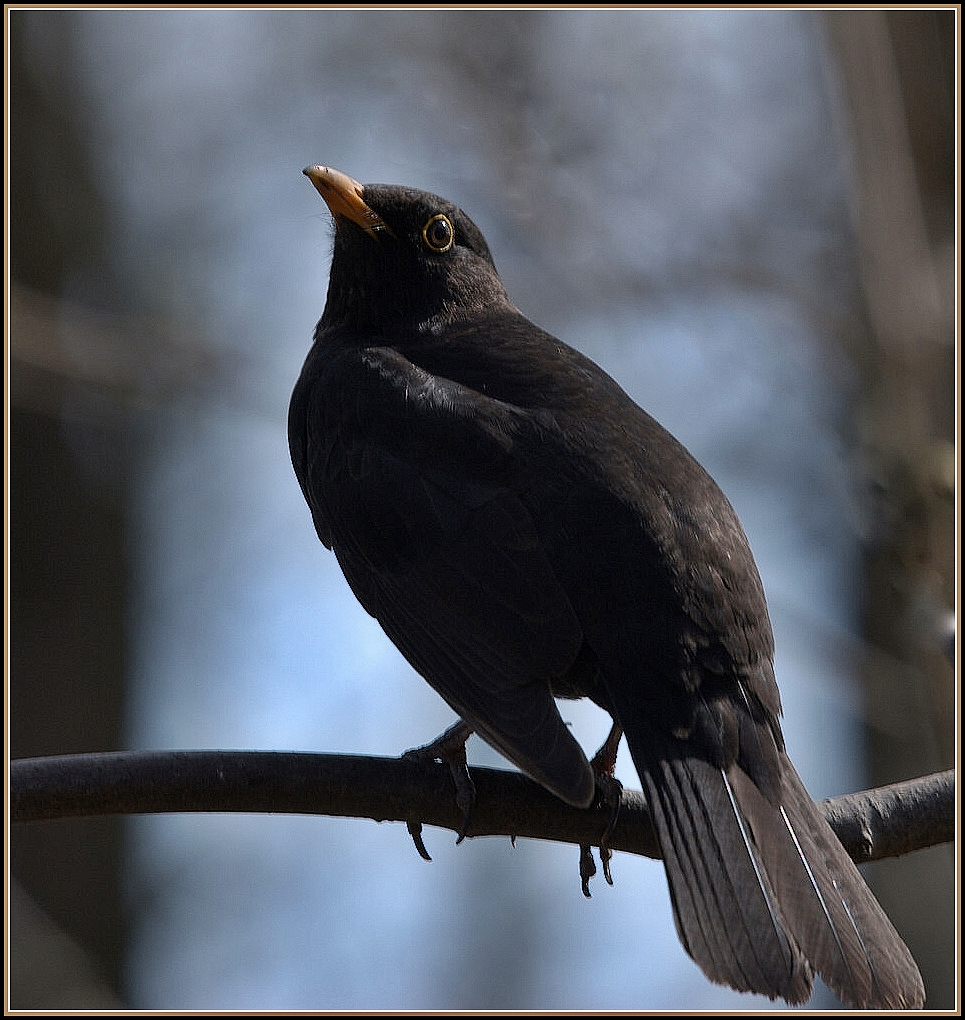 Amsel