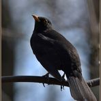 Amsel