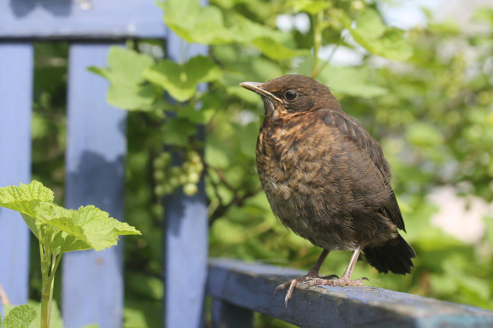 Amsel Ästling