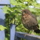 Amsel Ästling