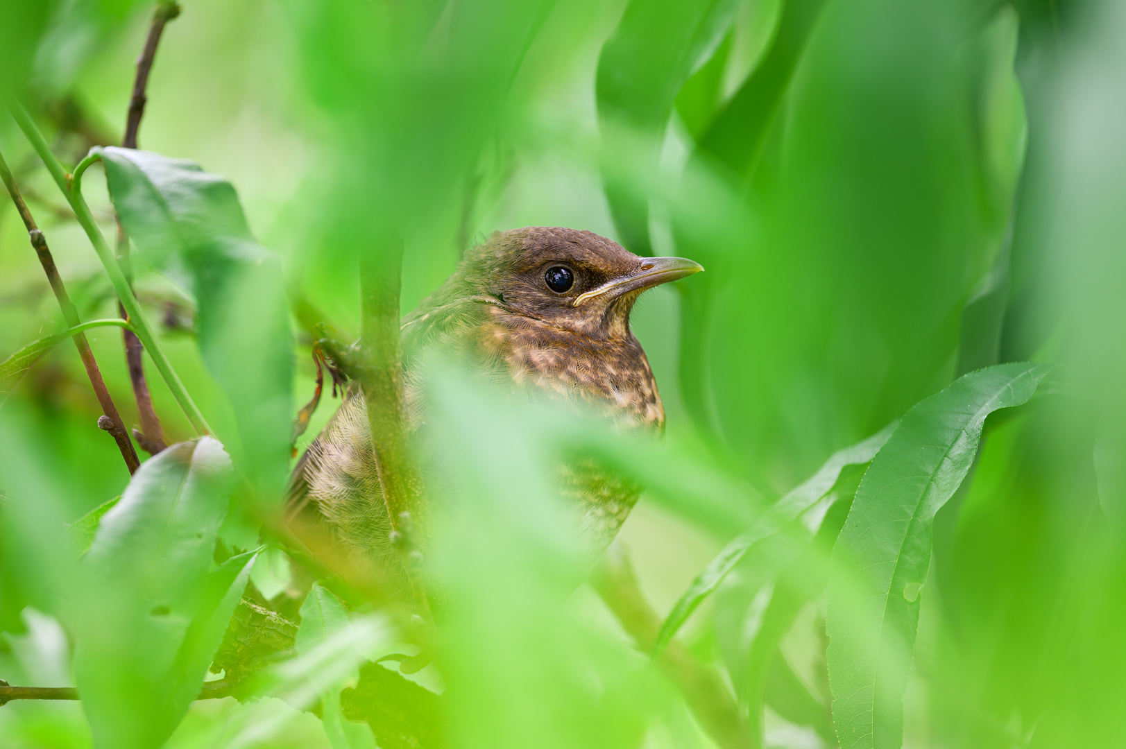 Amsel Ästling