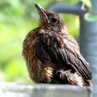 Amsel-Ästling