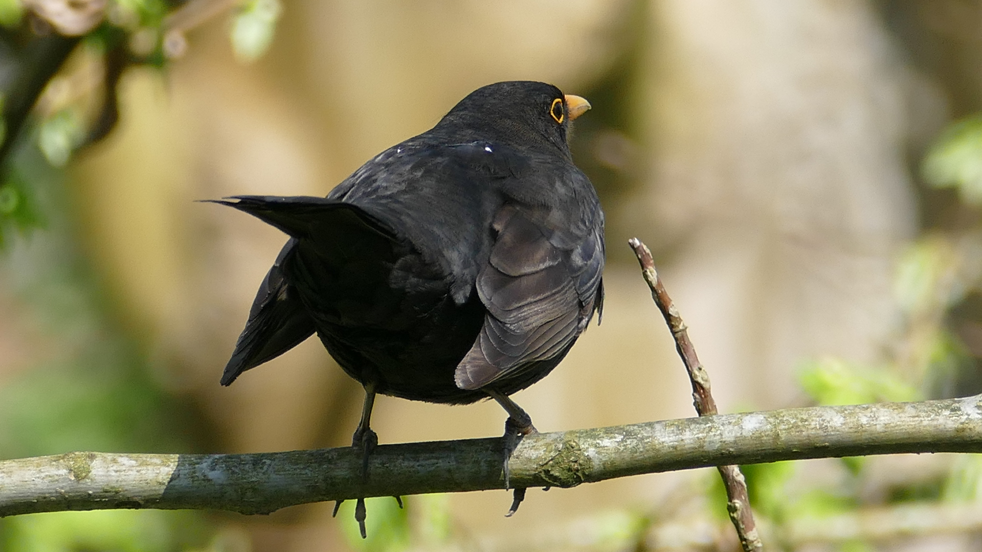 Amsel