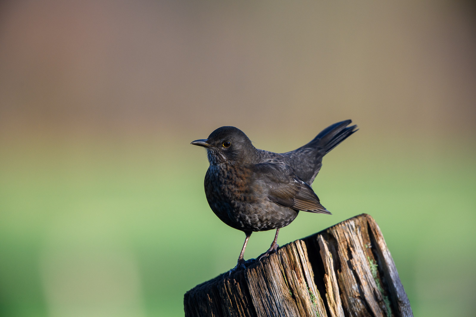 Amsel