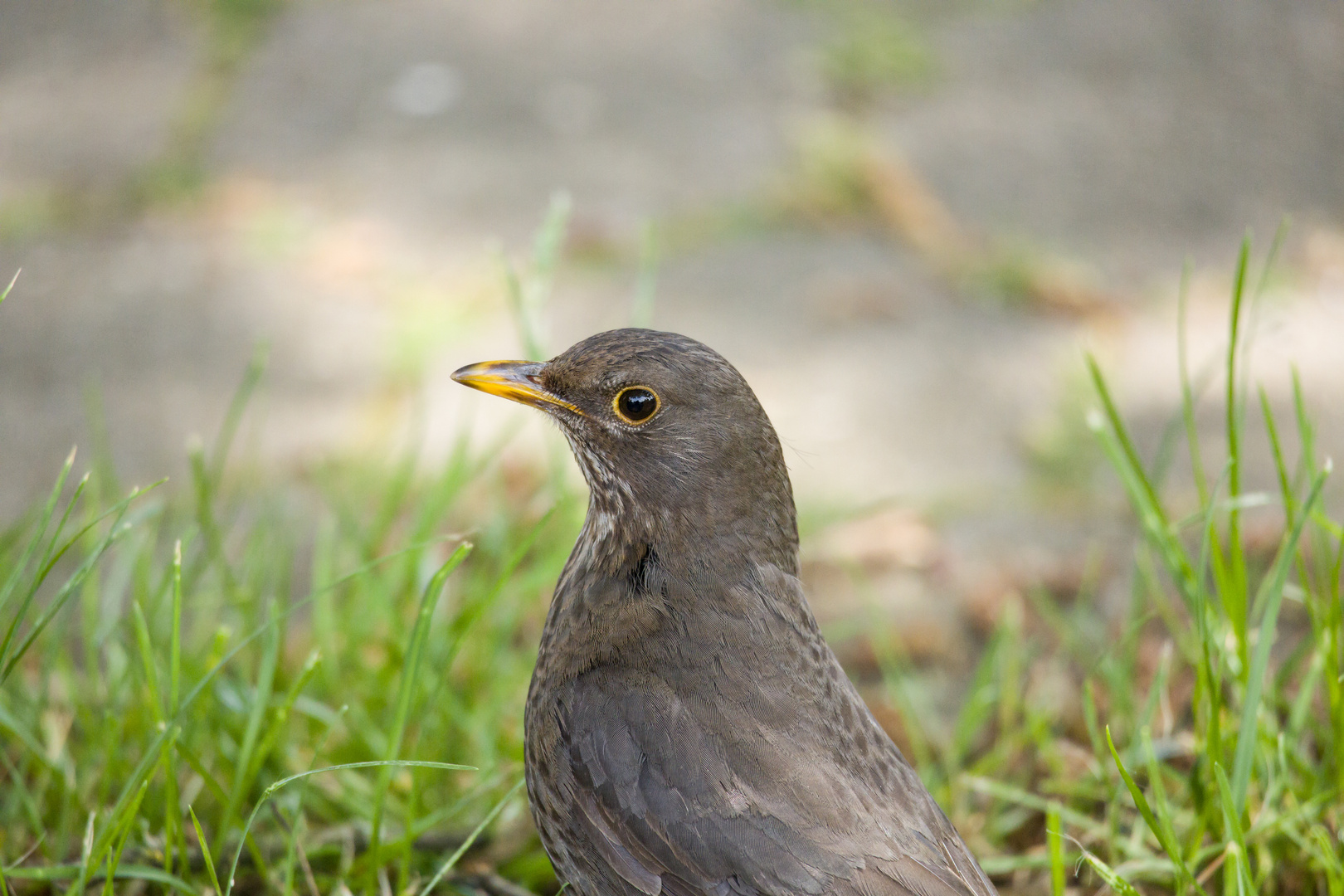 Amsel