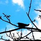 Amsel