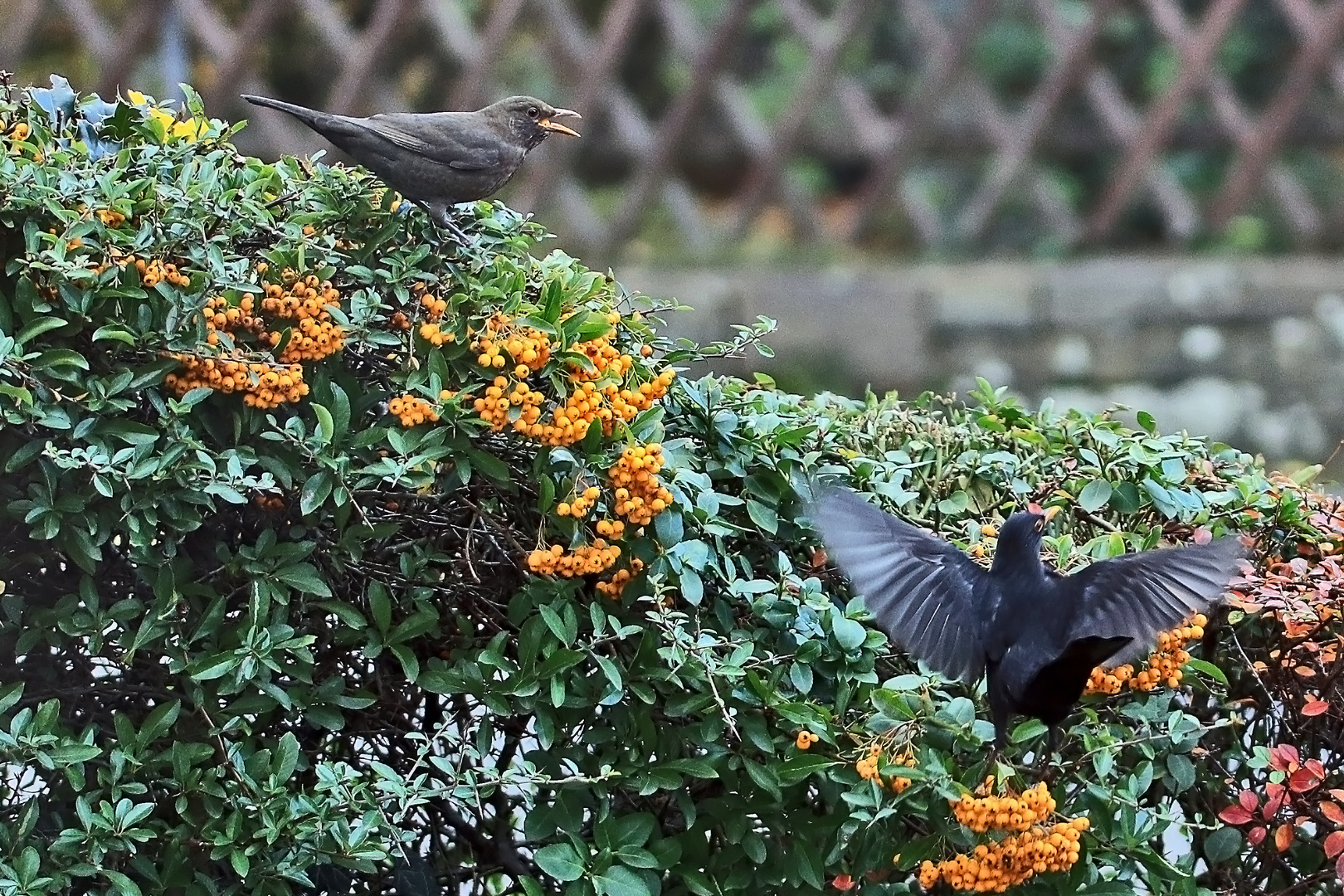 Amsel- Alarm in der Hecke.....