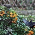 Amsel- Alarm in der Hecke.....