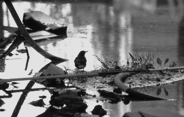 Amsel allein am Hafen