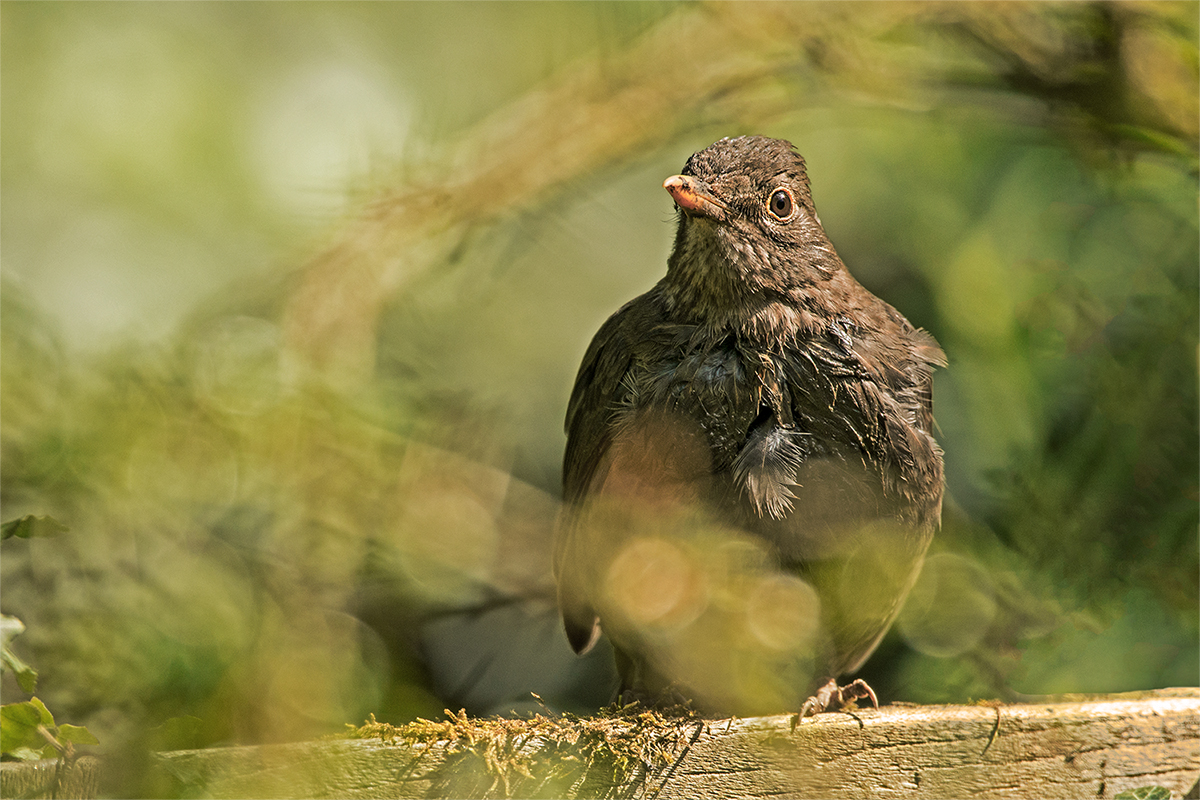 Amsel als Dreckspatz