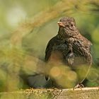 Amsel als Dreckspatz