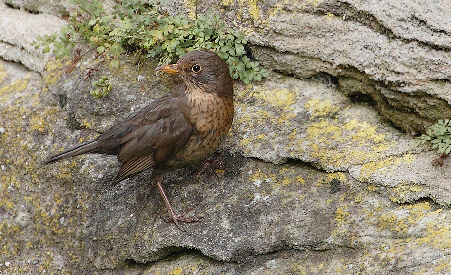 Amsel als Klettermaxe