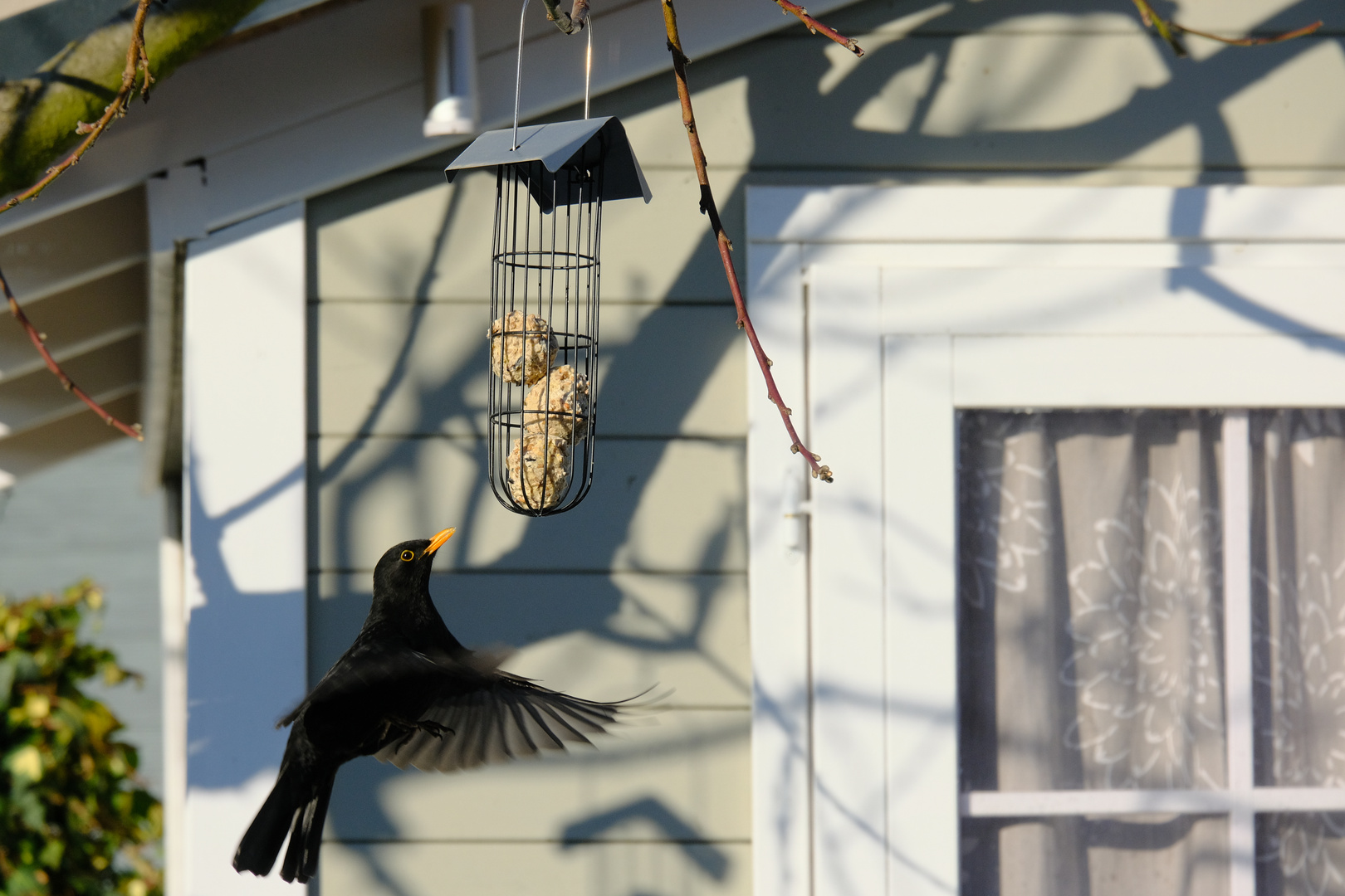 Amsel als Kolibri