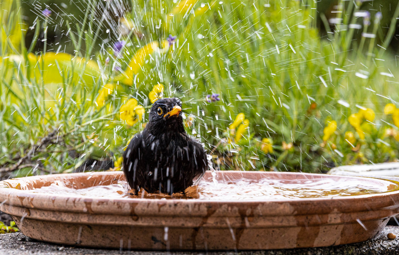 Amsel als Rasensprenger