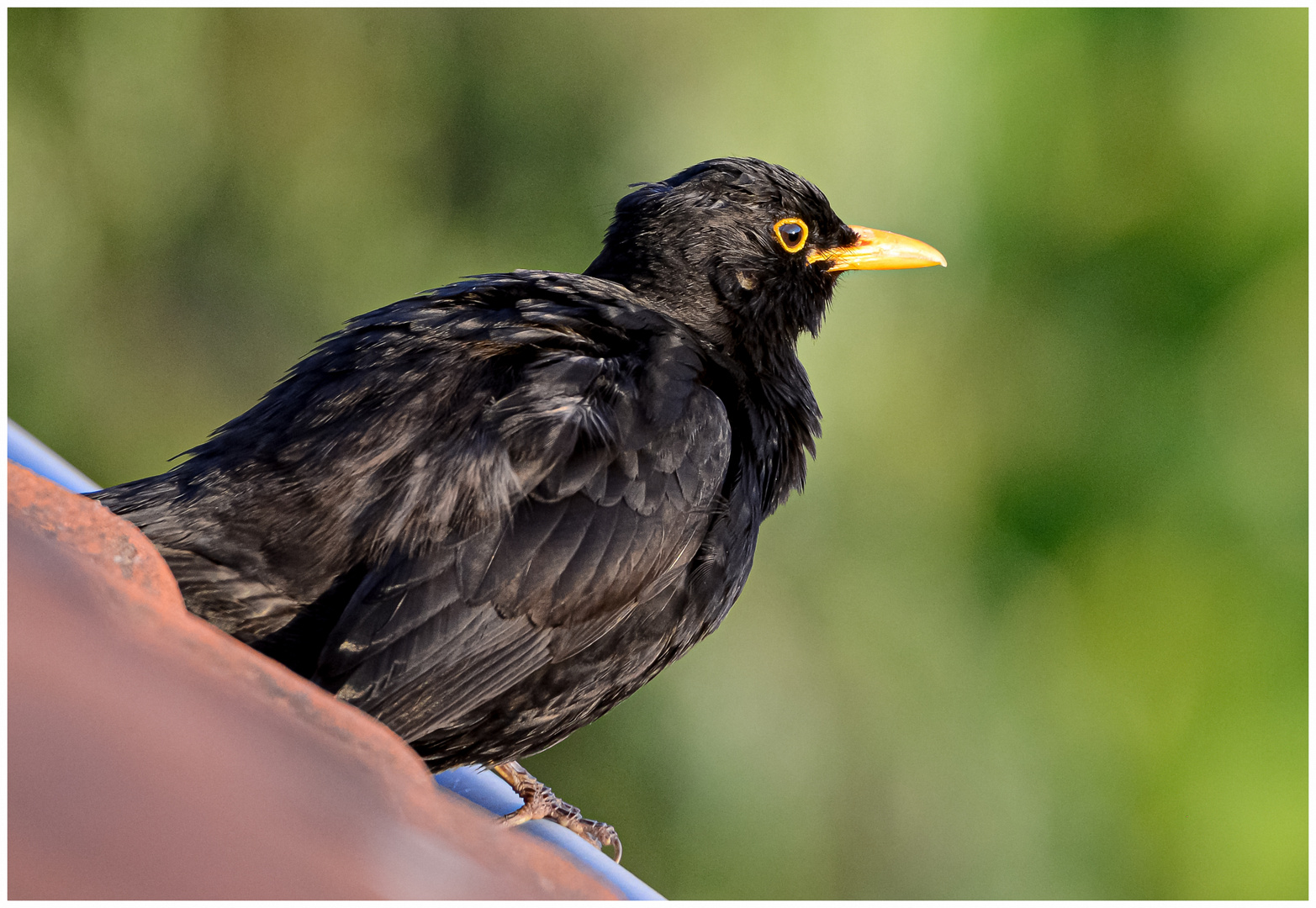 Amsel am Abend !