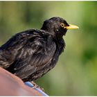 Amsel am Abend !