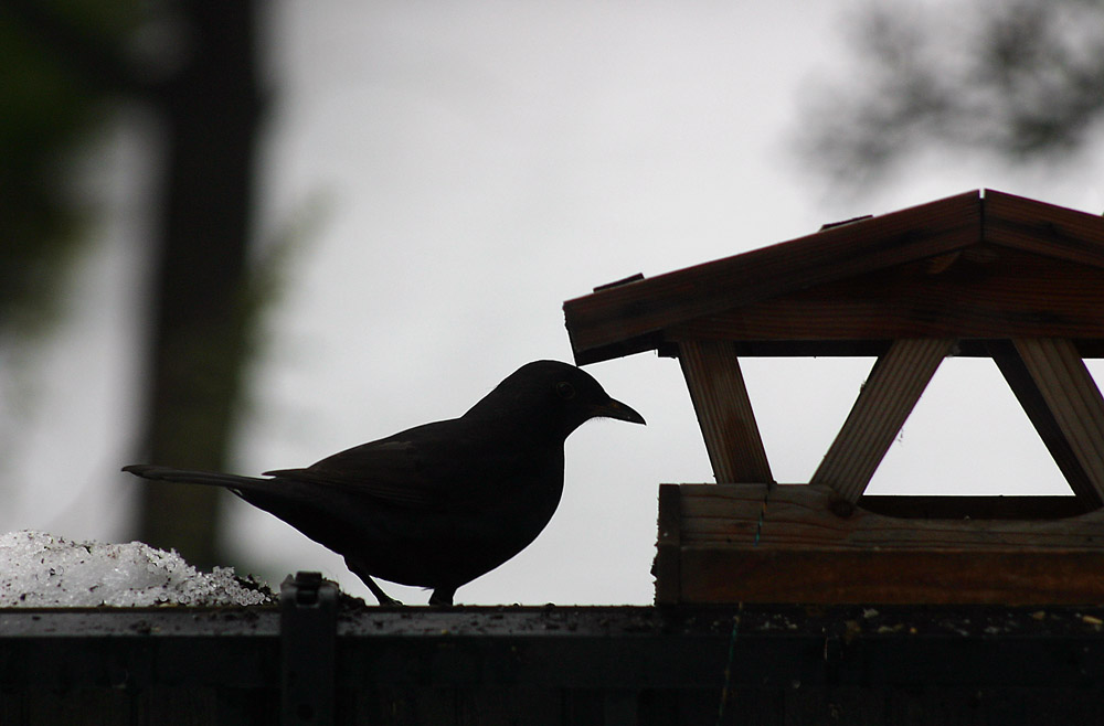 Amsel am Abend