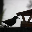 Amsel am Abend