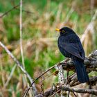 Amsel am Alpsee