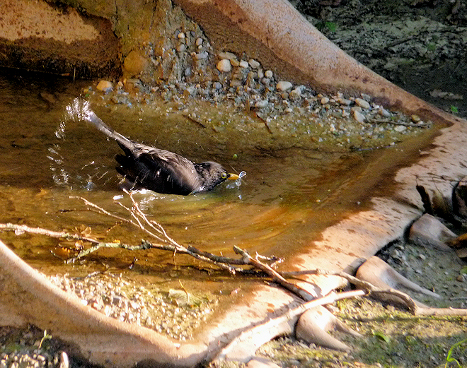 . amsel am baggersee .