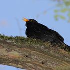 Amsel am Baum