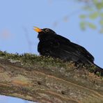 Amsel am Baum