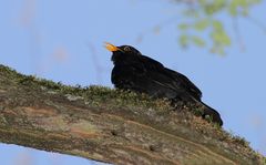 Amsel am Baum