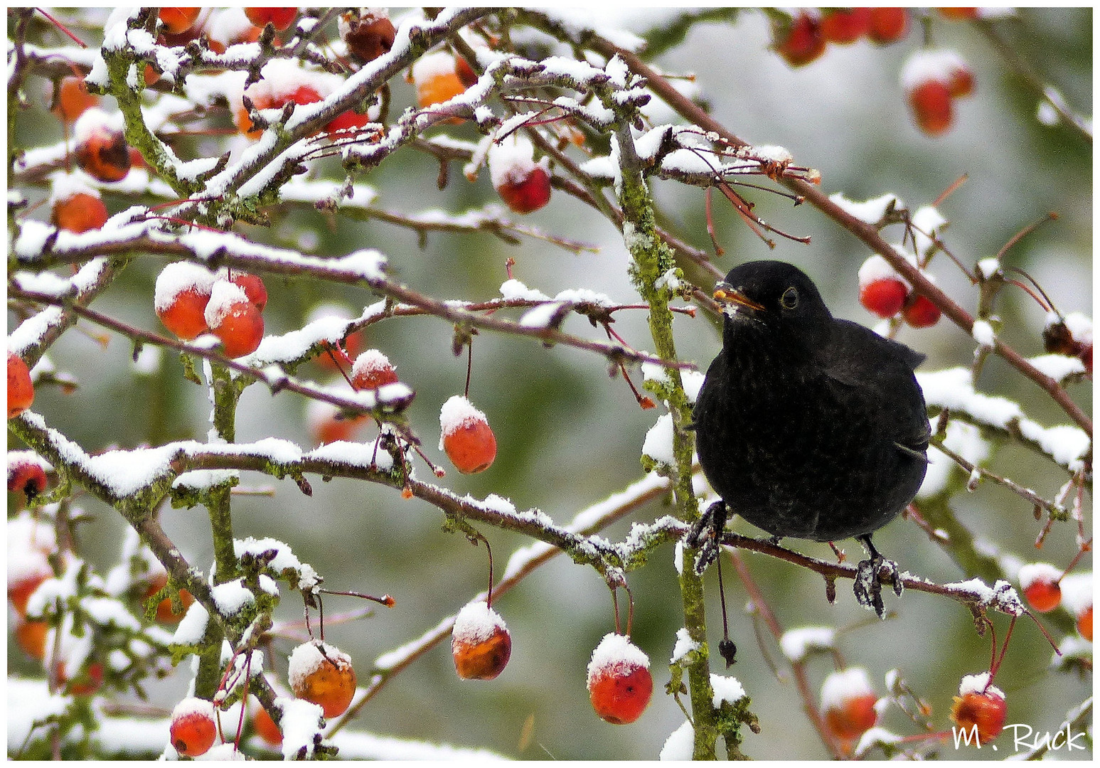 Amsel am Beerenbaum !