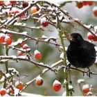 Amsel am Beerenbaum !