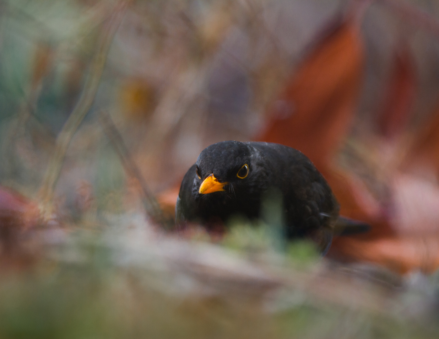 Amsel am Boden