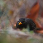 Amsel am Boden