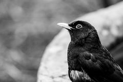 amsel am brunnen sw