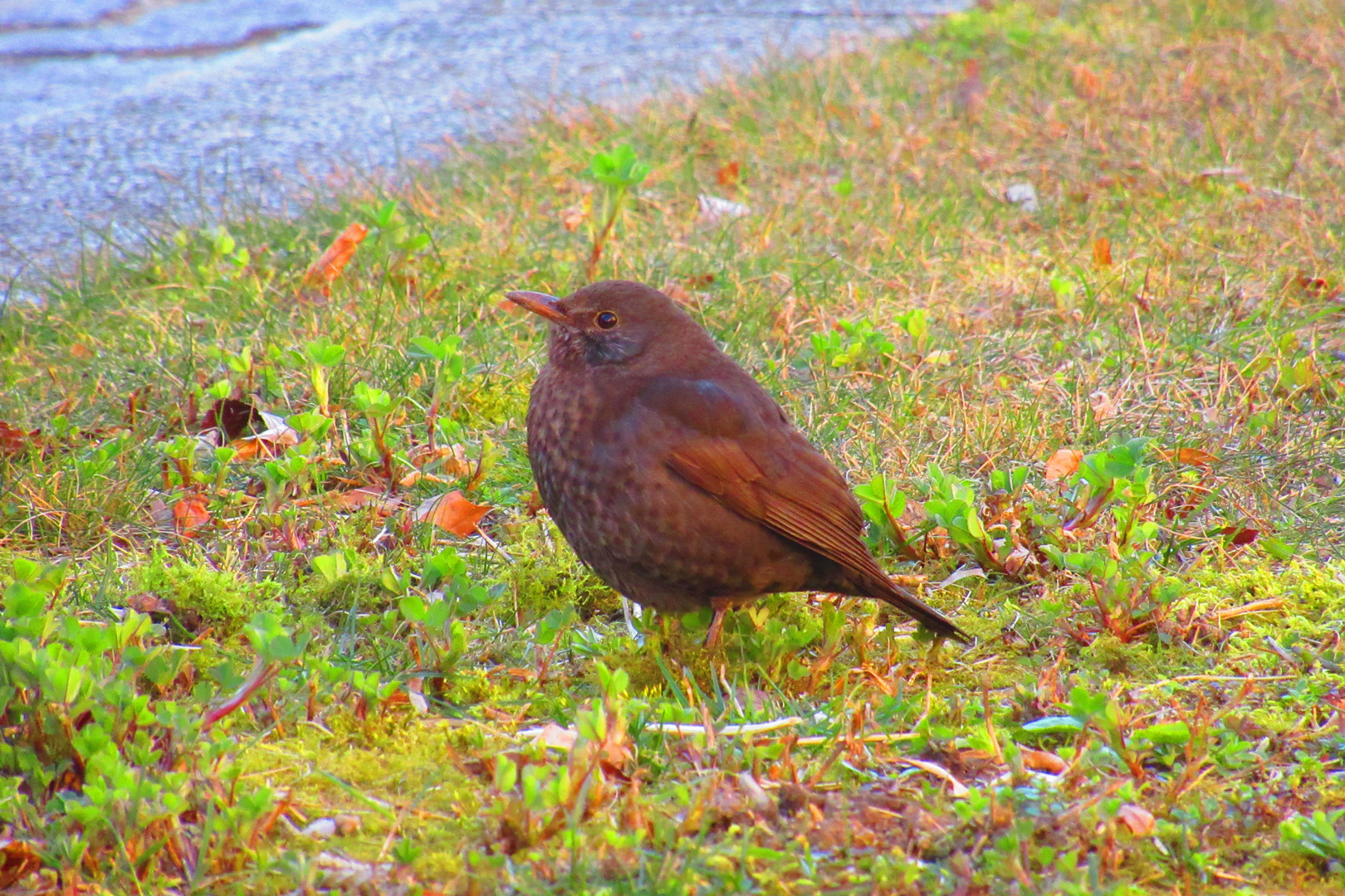 Amsel am Bürgersteig