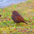 Amsel am Bürgersteig