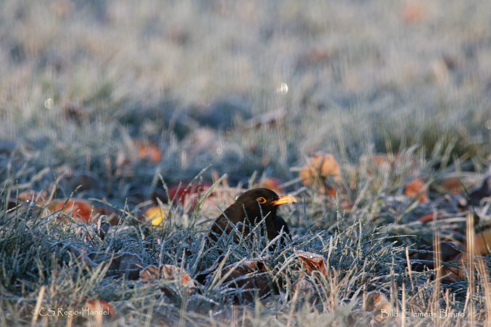 Amsel am Frost-Apfel 