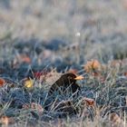 Amsel am Frost-Apfel 