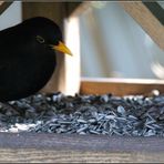 Amsel am Futterhäuschen (1)